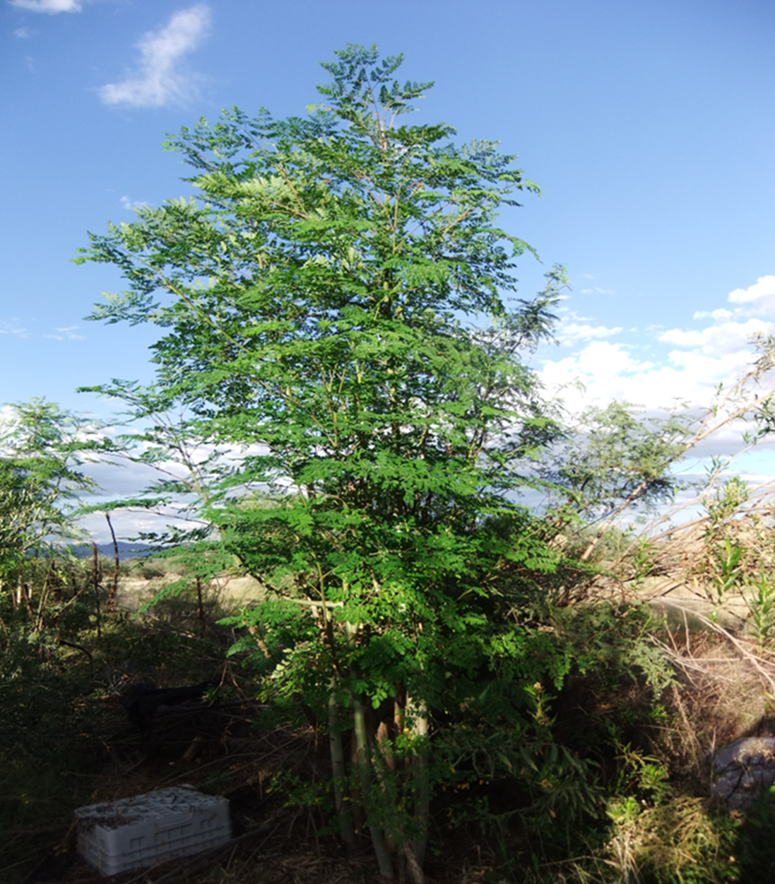 God’s Pharmacy: The Miracle Moringa Tree of Life